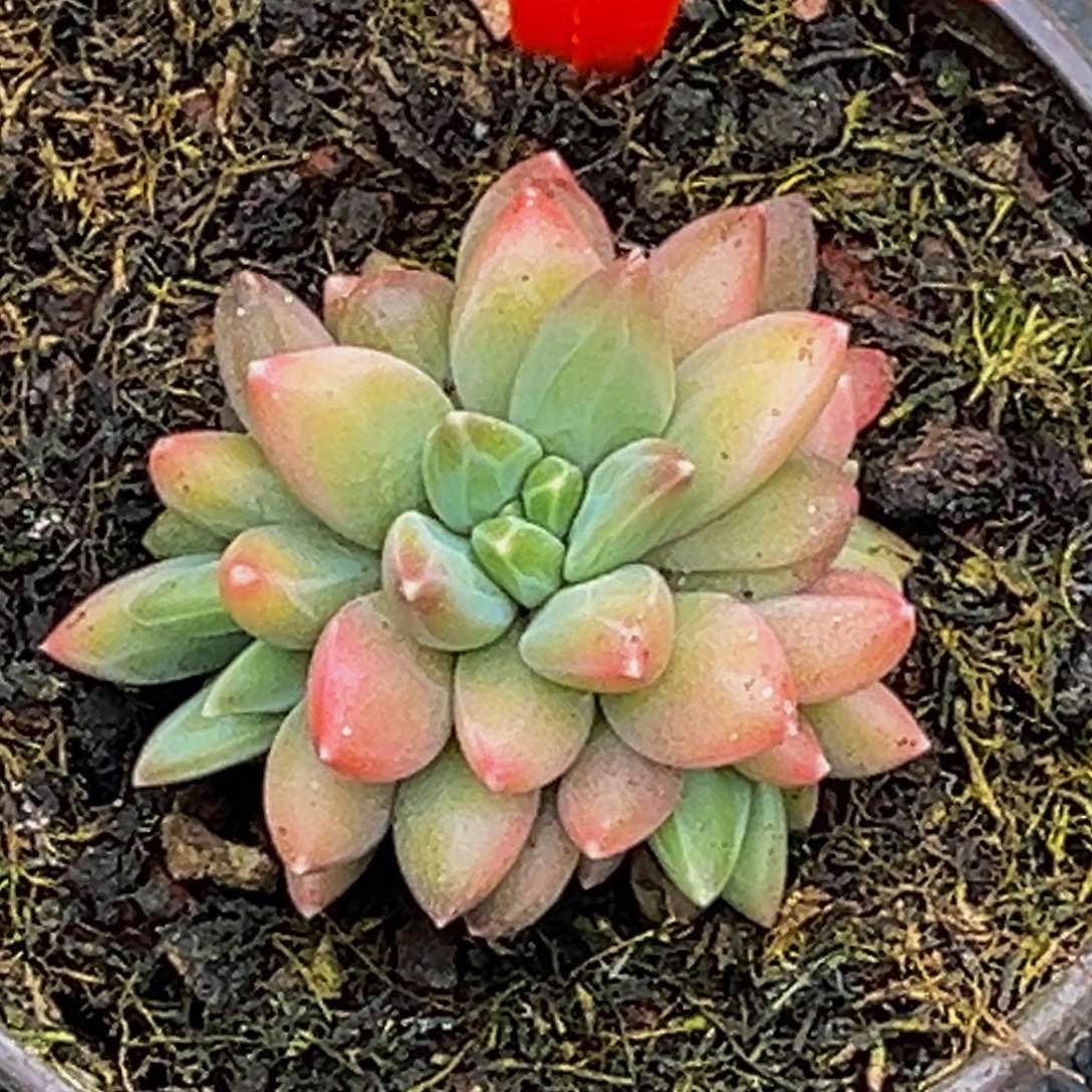 1178号上午多肉植物群生多肉植物