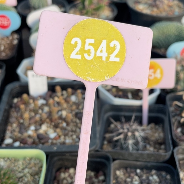 猪***士生石花一筐25420000