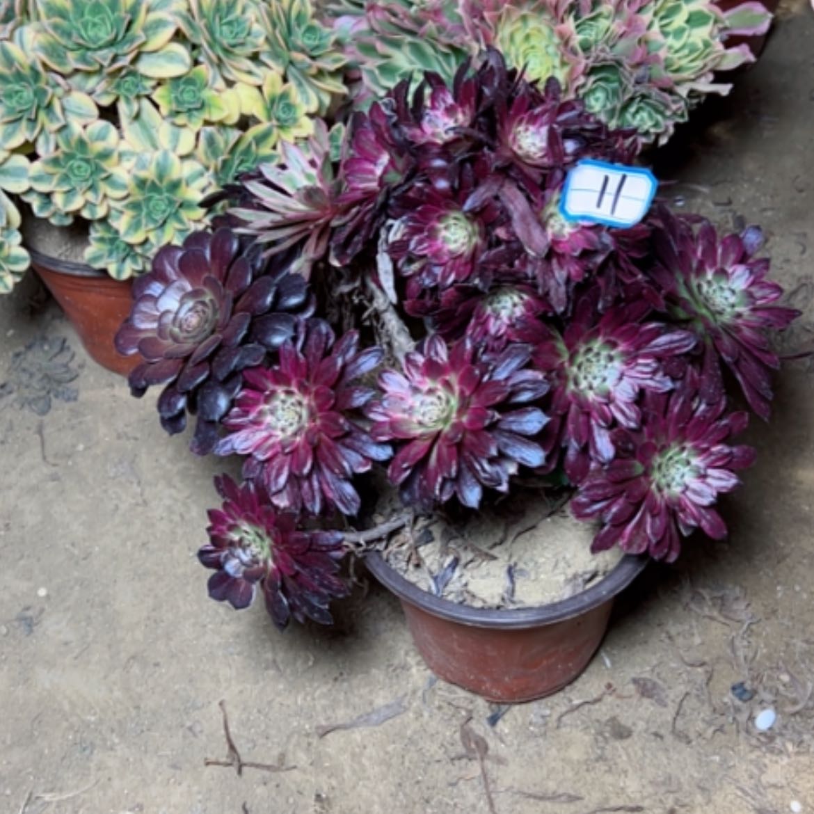 【闪购商品】多肉植物黑妖姬11