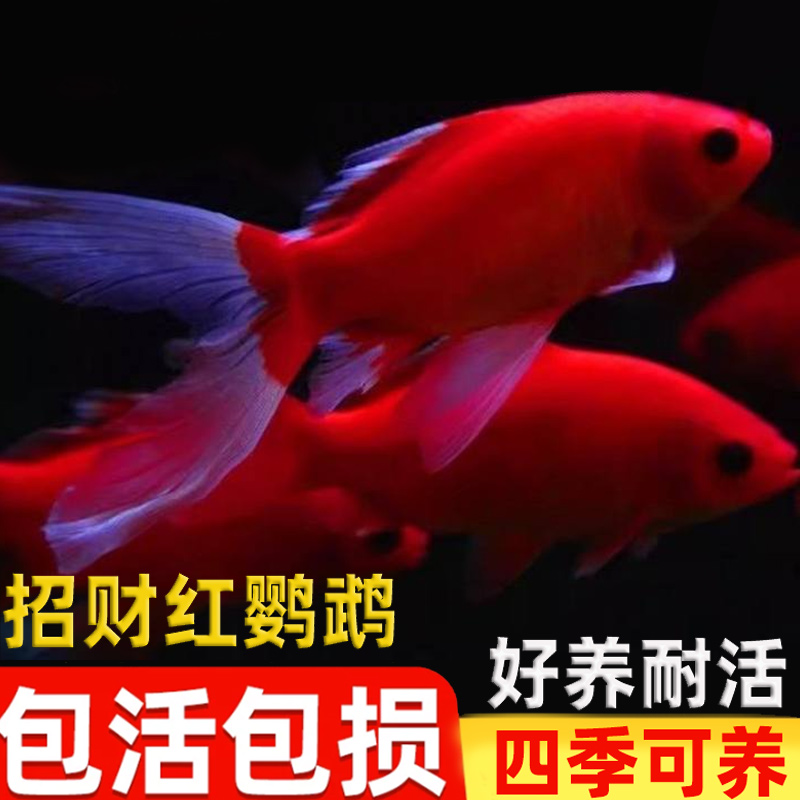 冷水鹦鹉鱼红色招财锦鲤鱼活体耐活红草分享混养婚纱鱼观赏鱼