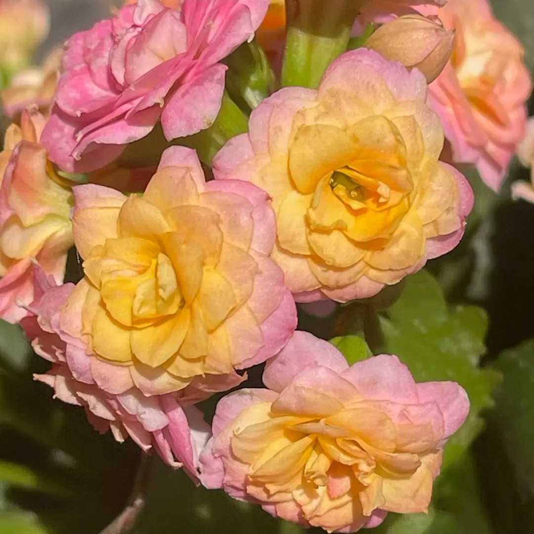 120盆【玉色】精品长寿 室内盆栽 鲜活 售后