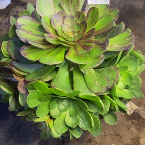 花月夜多肉植物3944