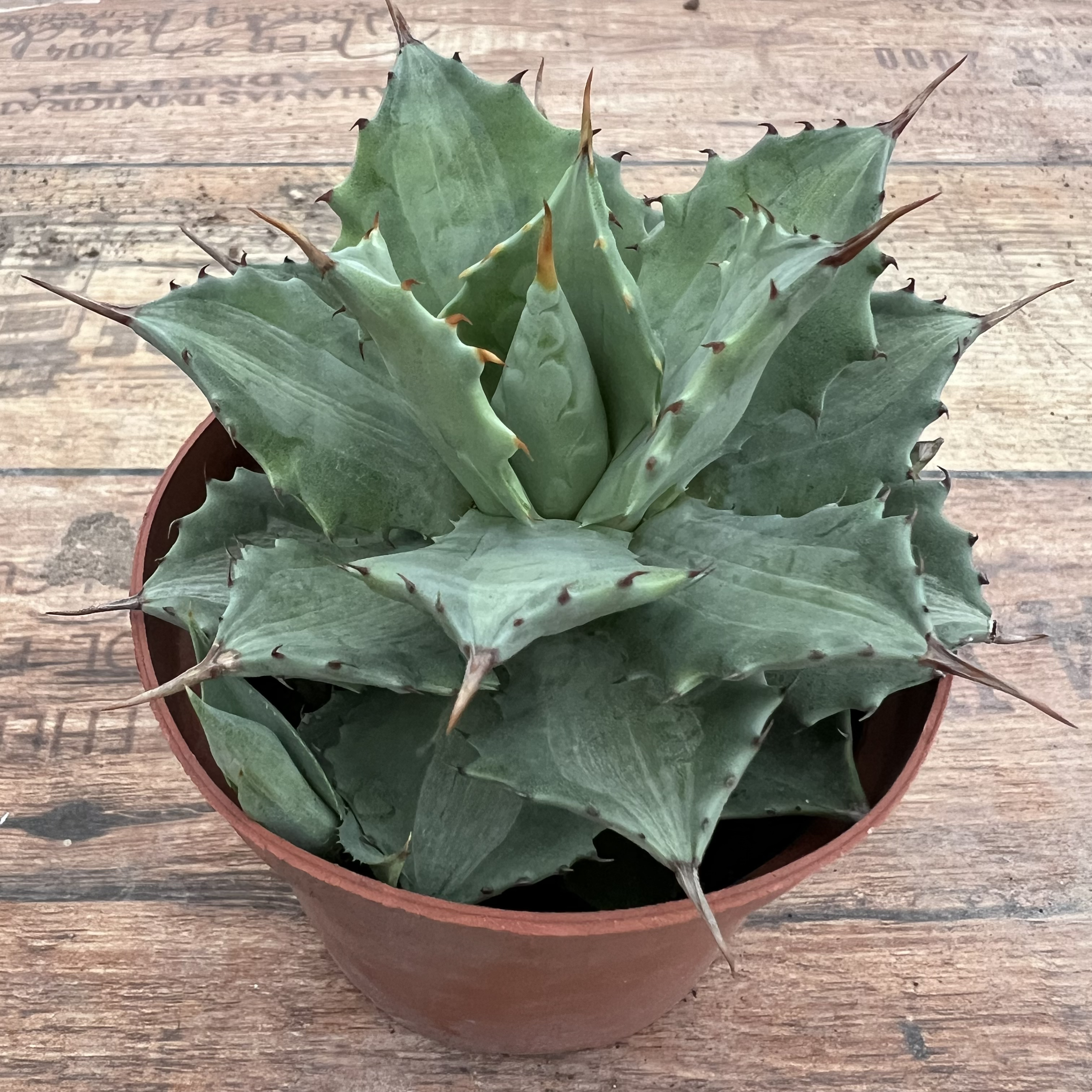 【雷神白厚中斑】龙舌兰多肉植物热带盆栽花卉盆景景观搭配脱土发货