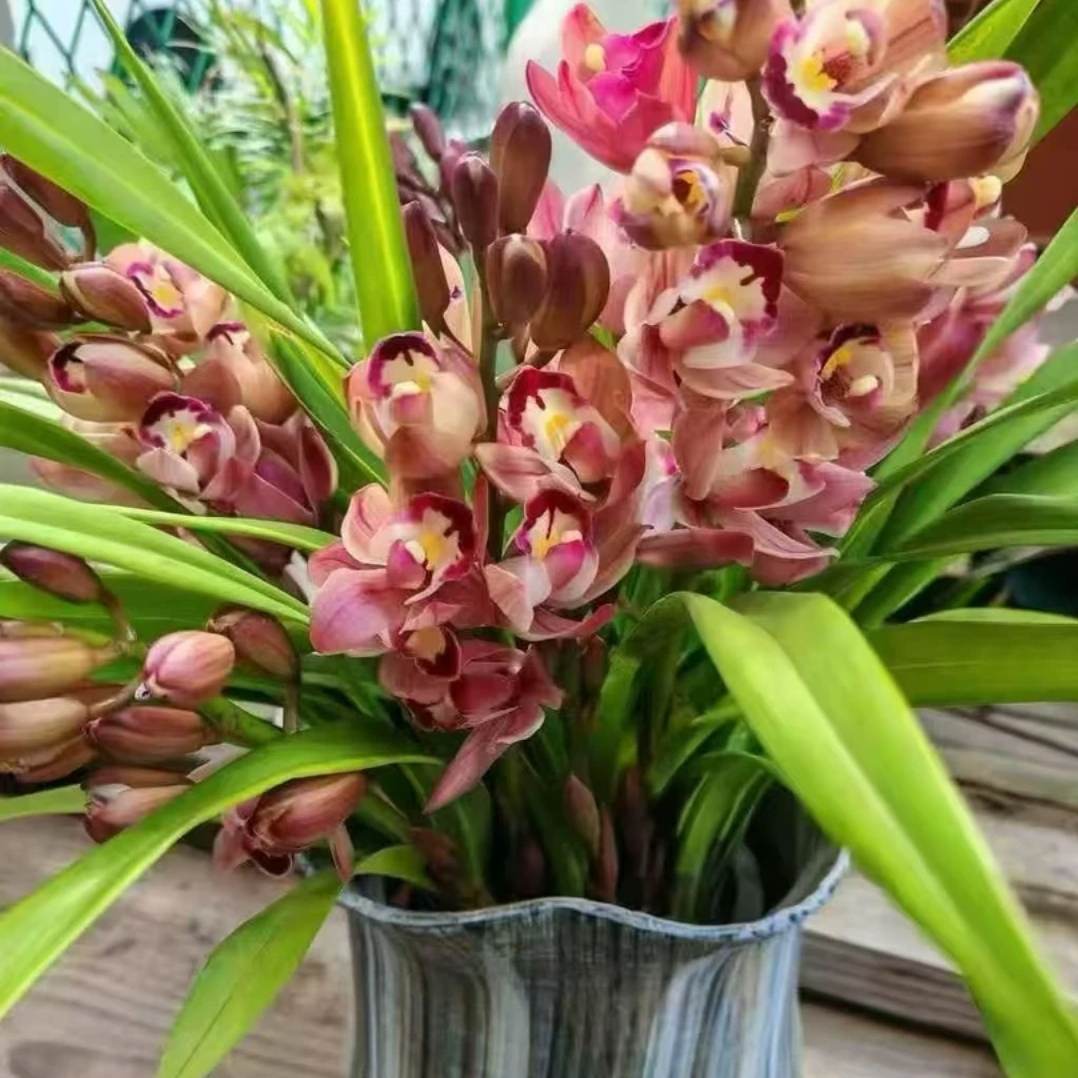 【阿诗玛】兰花蕙兰带花剑花苞好养活年宵花绿植盆栽