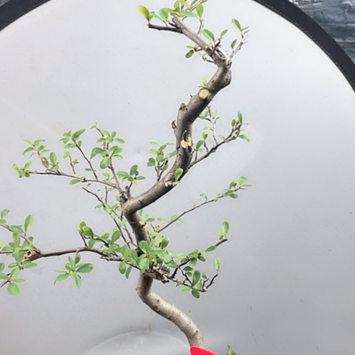 【闪购商品】无花朵070