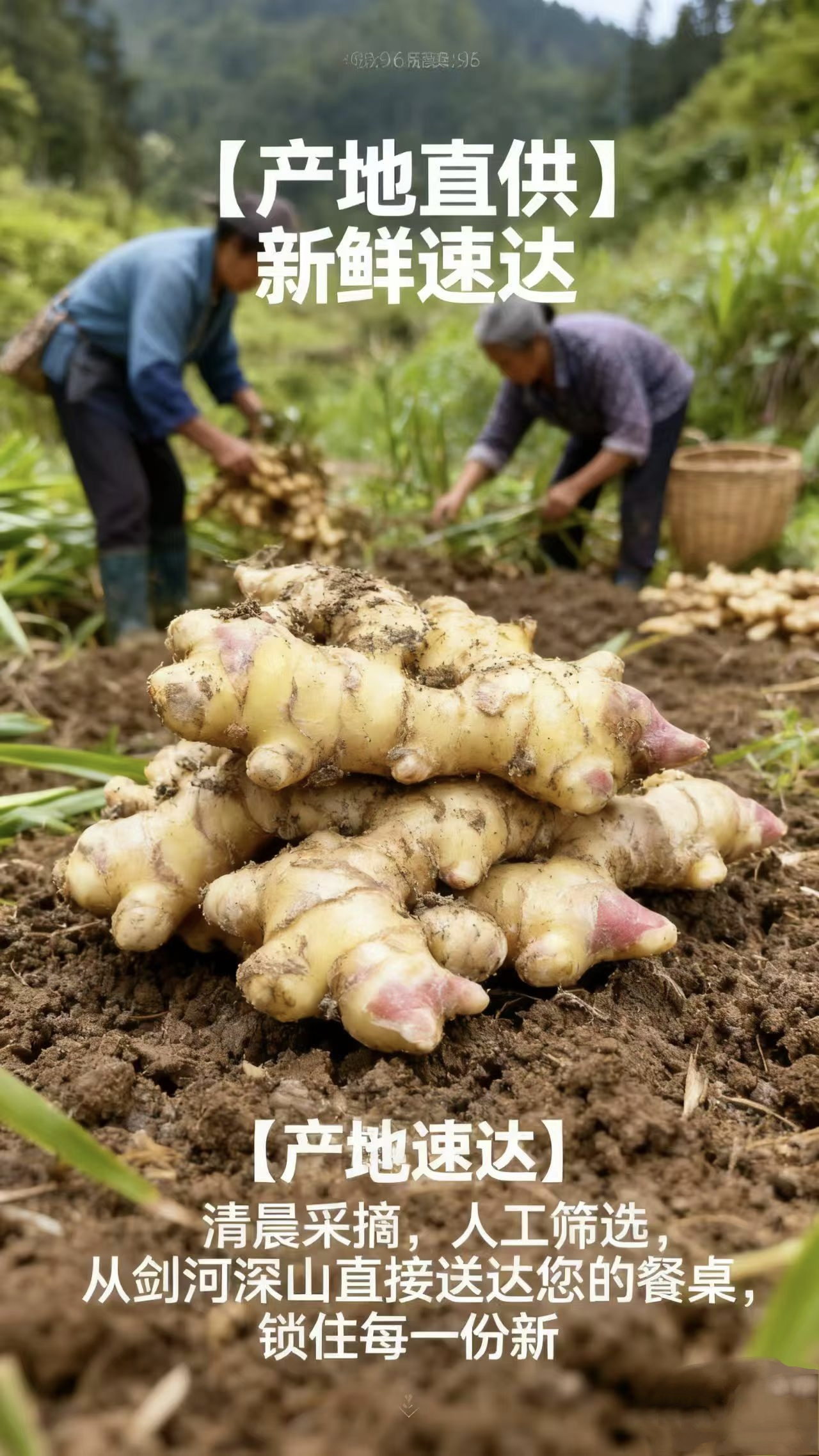 乡愁味道·剑河南加新柳小黄姜