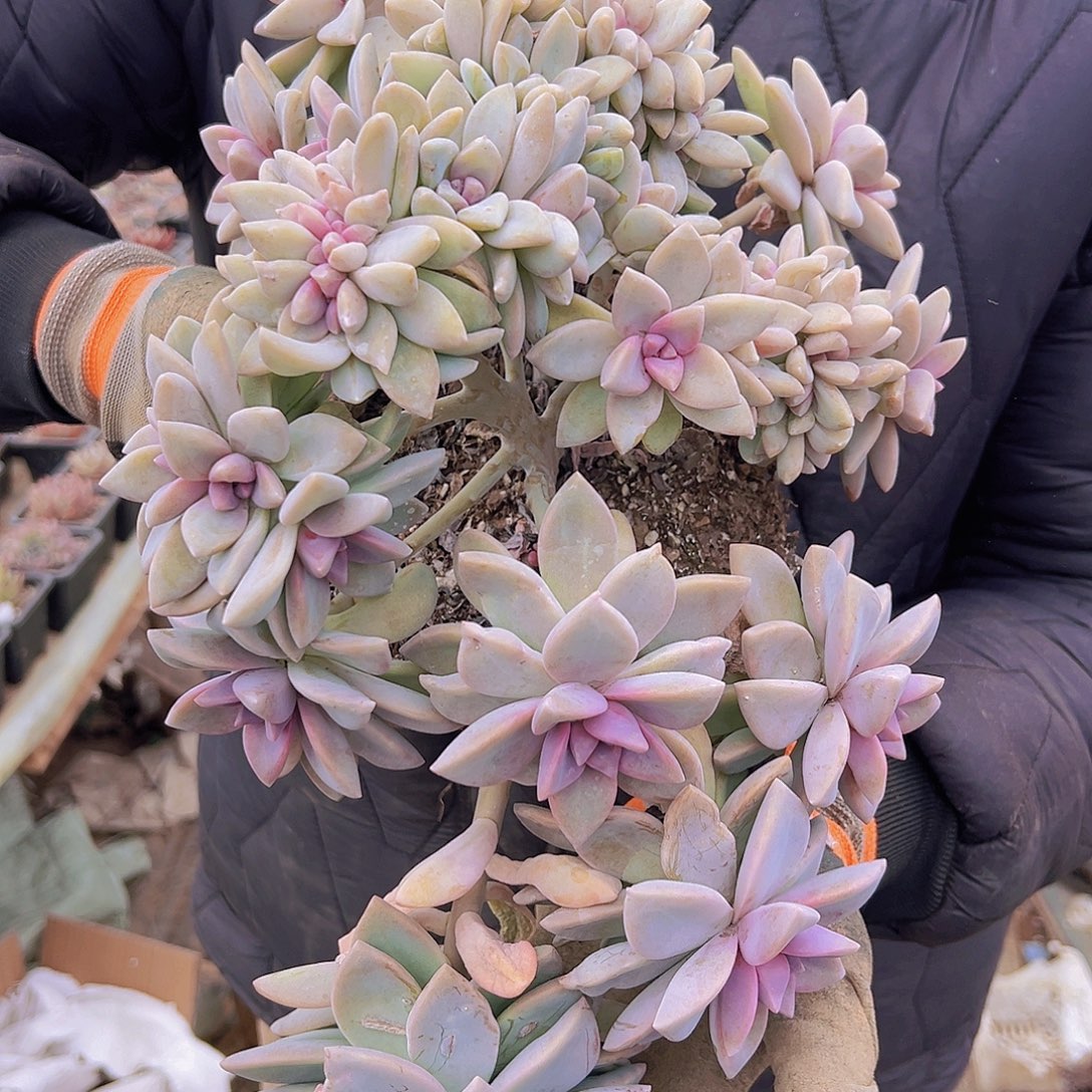 淡雪，002，脱土，泡沫球打包