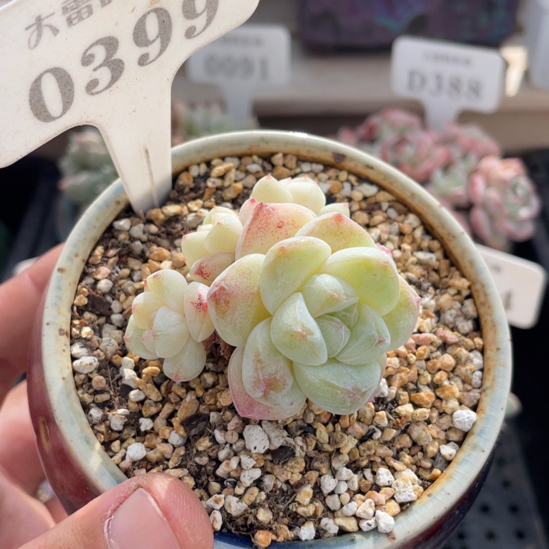 0399冰玉不带盆5厘米