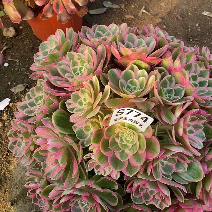 多肉植物孔雀翎774多肉