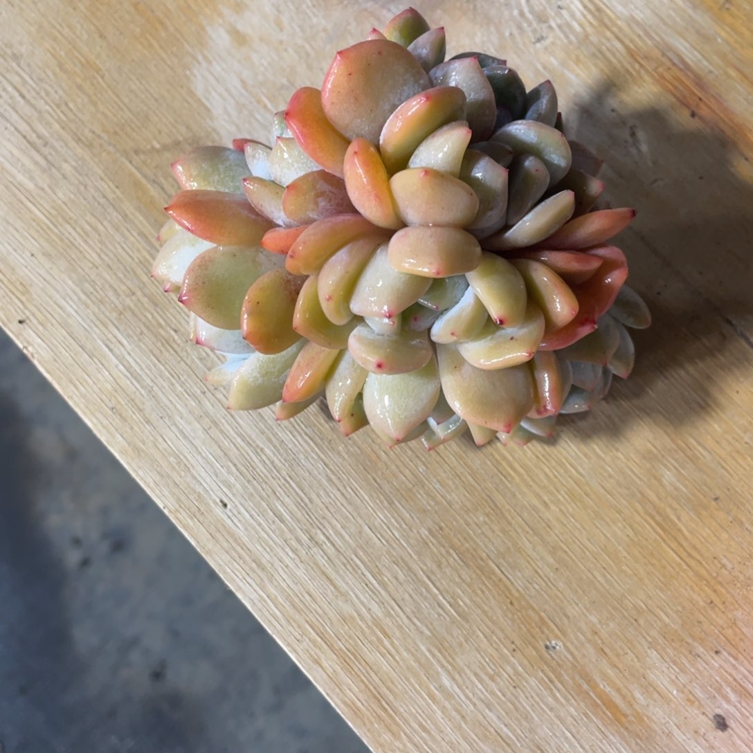 一物一拍中通快递