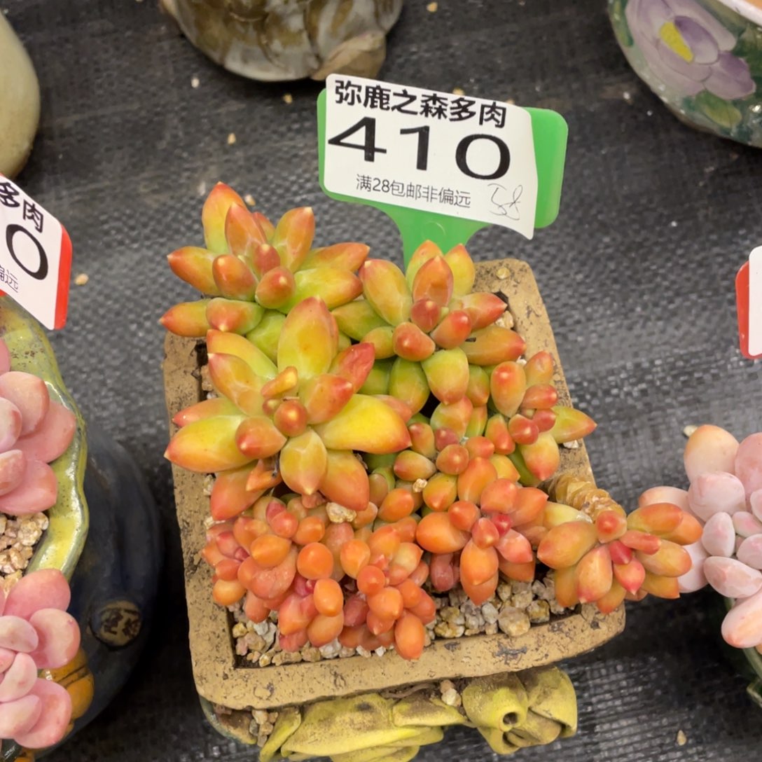 弥鹿之森一物一拍