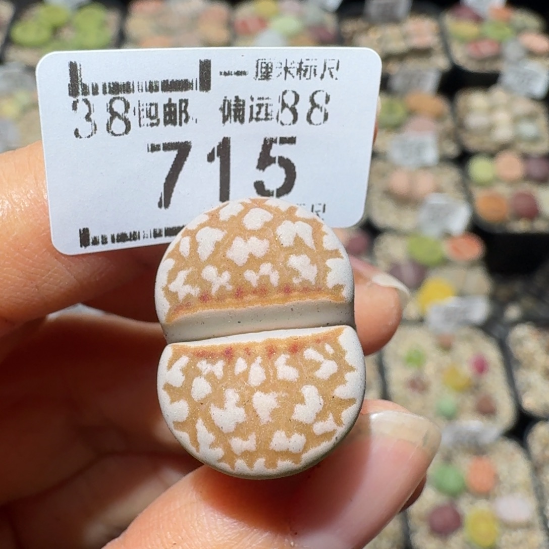 暖***WSss清仓便宜卖715