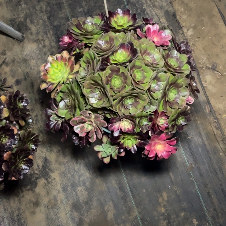 25万圣节多肉植物多肉