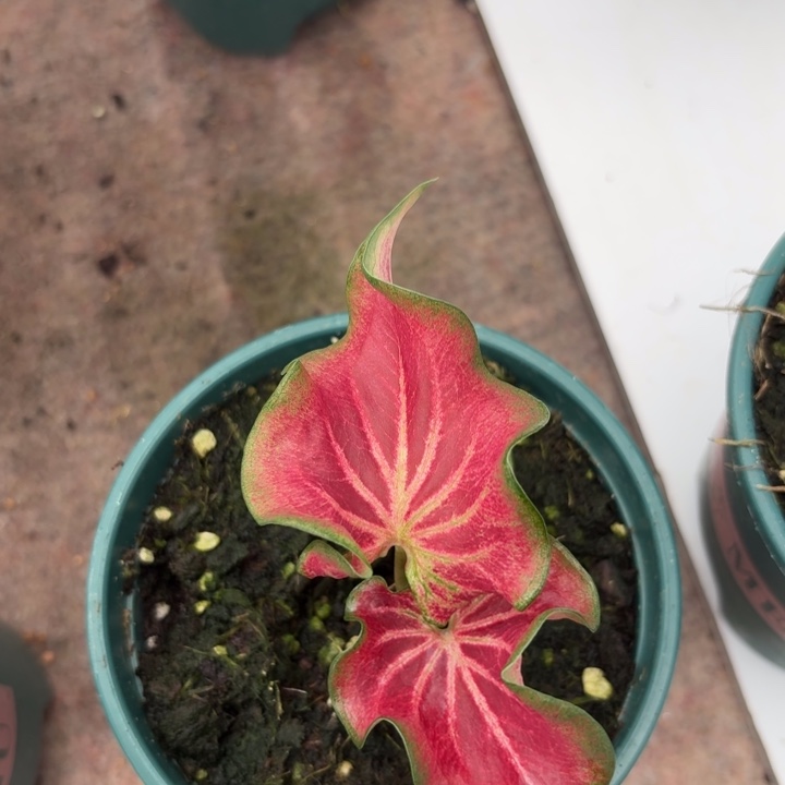 完全开放泰国彩叶芋