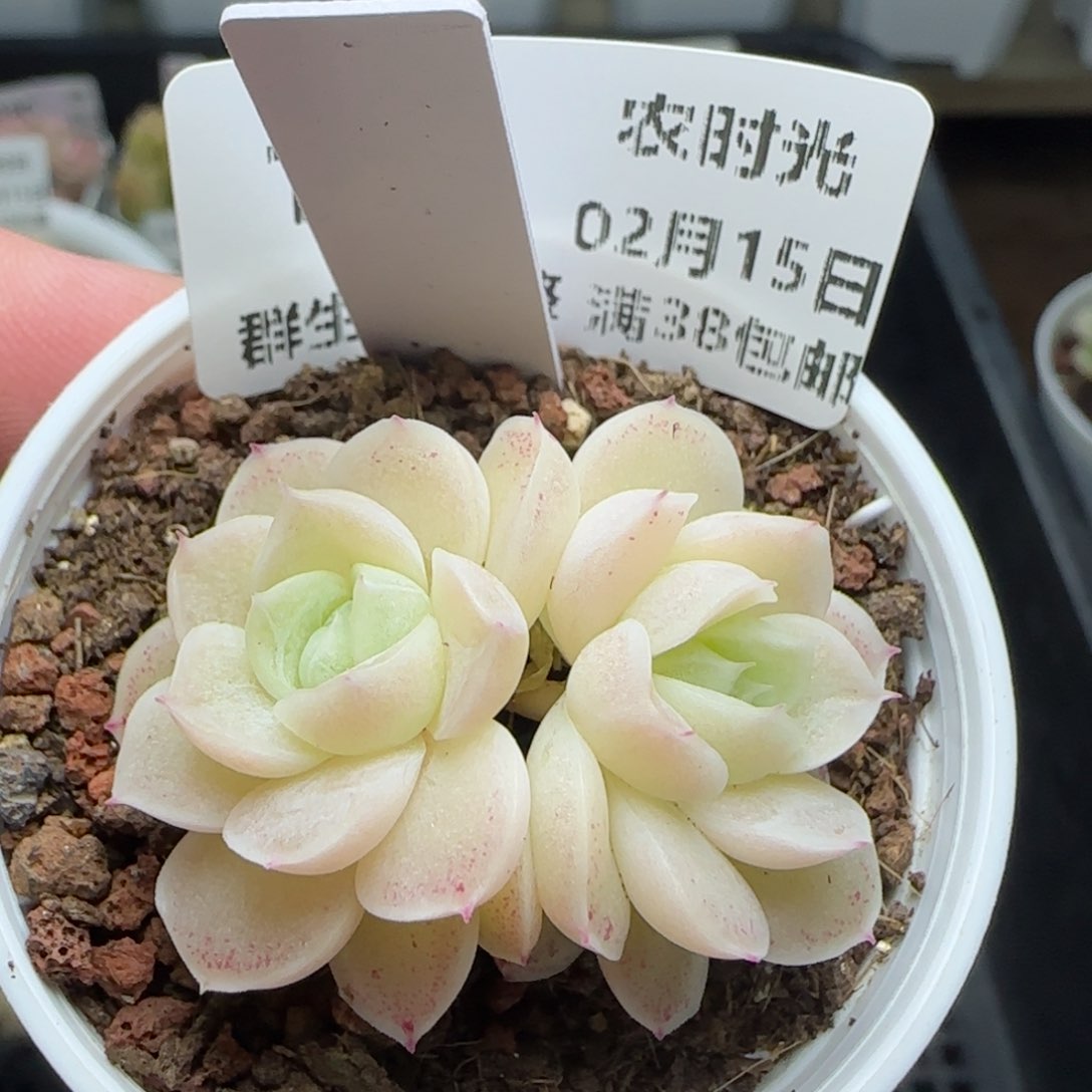 0215-195（FM-9-1）