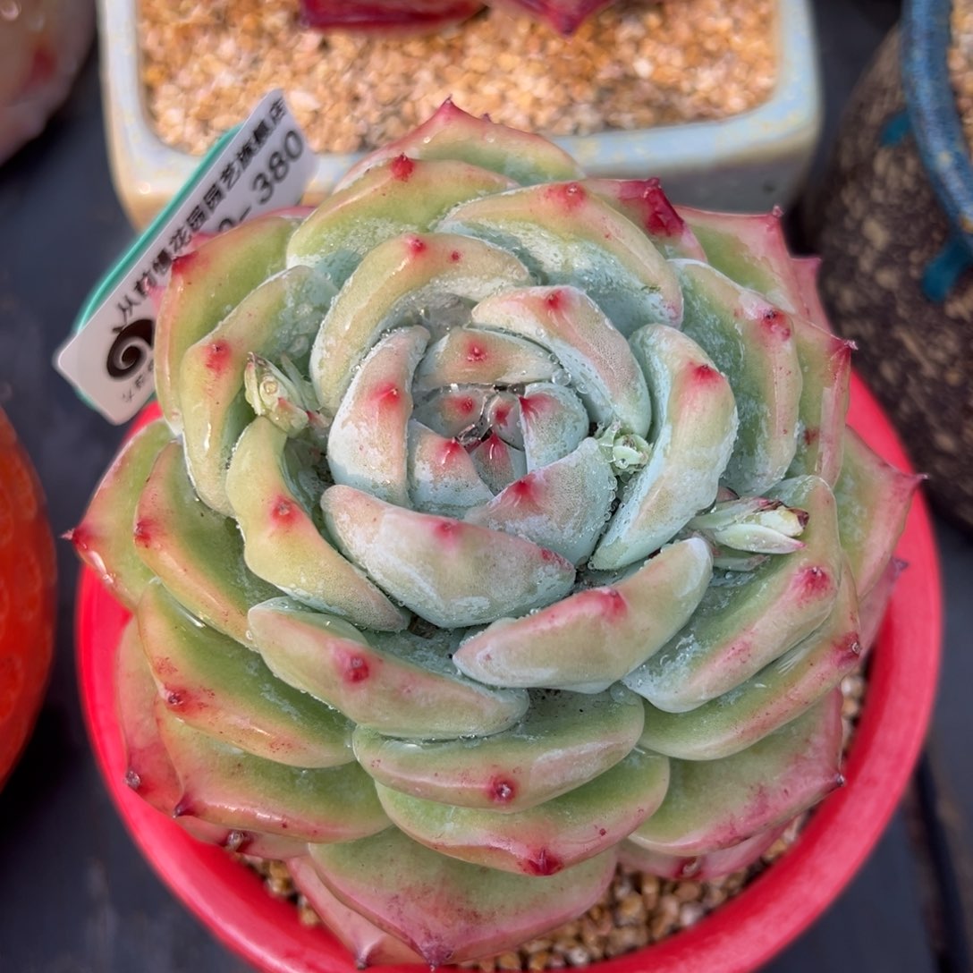 从前慢多肉精选编号0220.380