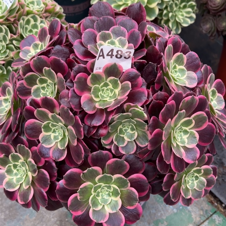 483金丝雀32厘米左右