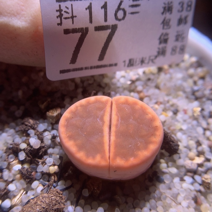 精品生石花116.77