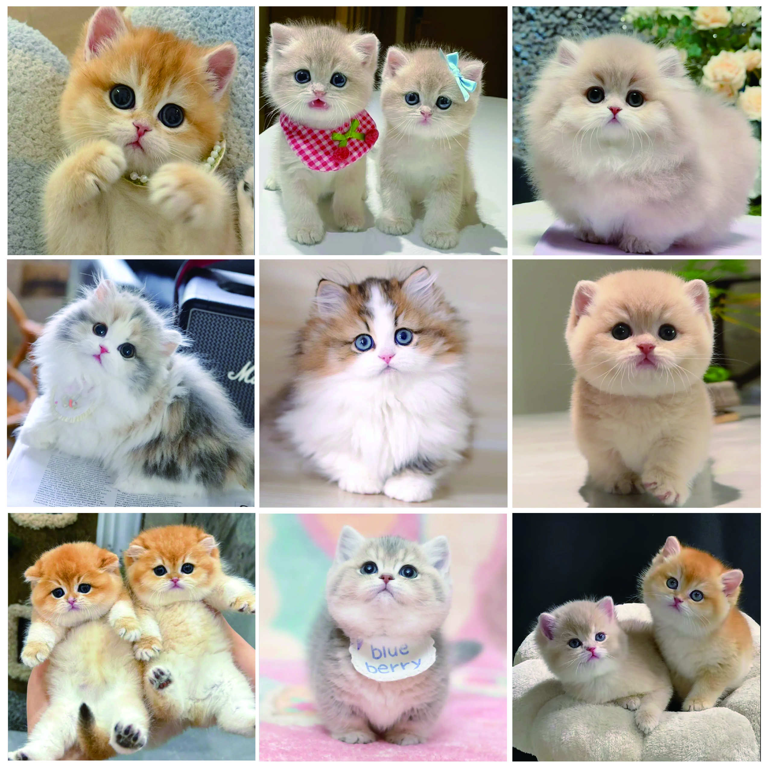 宠物猫活体包含金渐层拿破仑曼基康缅因起司暹罗布偶等