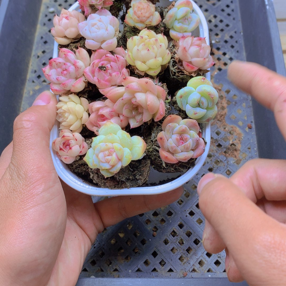 我要去看你了啊038