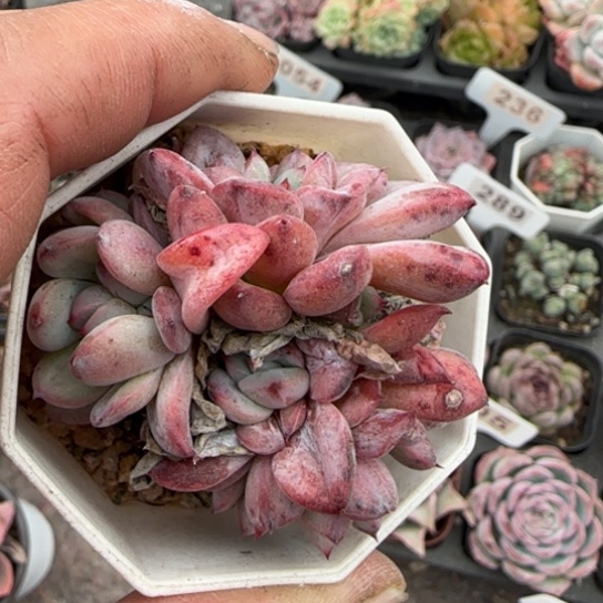 93帕提提多肉植物多