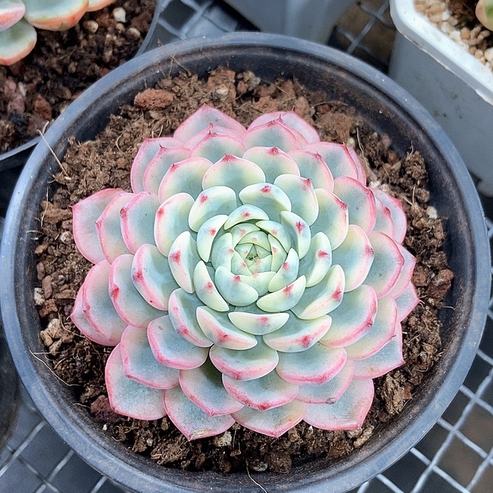 蓝姬莲锦随机一颗