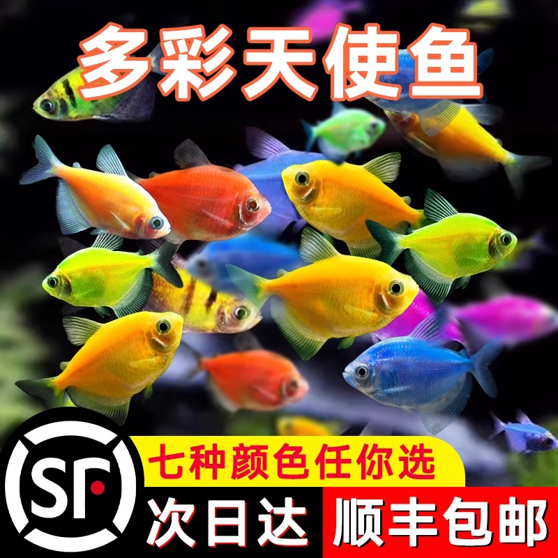 天使鱼观赏鱼活鱼大号群游活体斑马孔雀热带鱼小型鱼淡水好养耐活