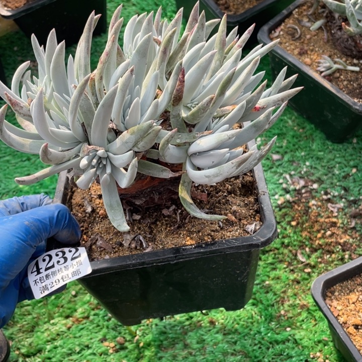 232号奥罗拉多肉植物