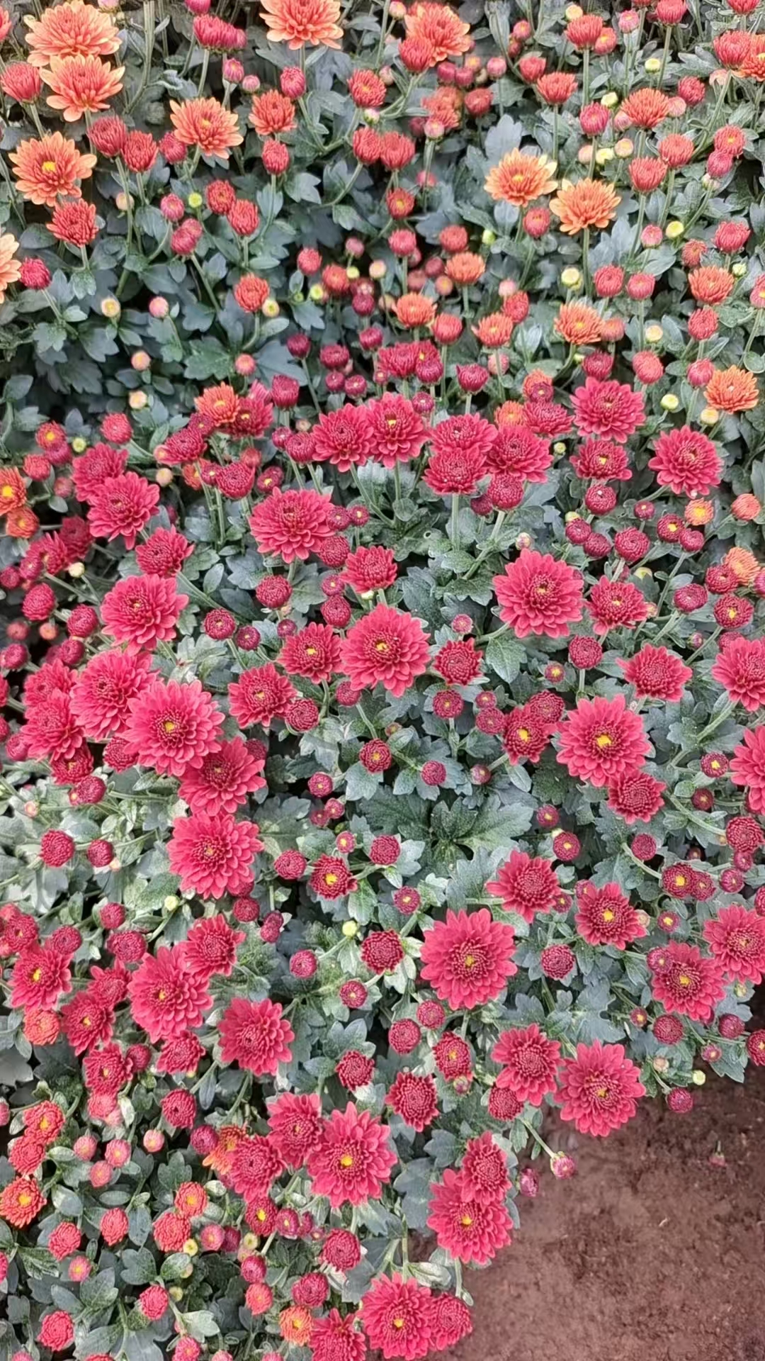 我家的花卉随机一单