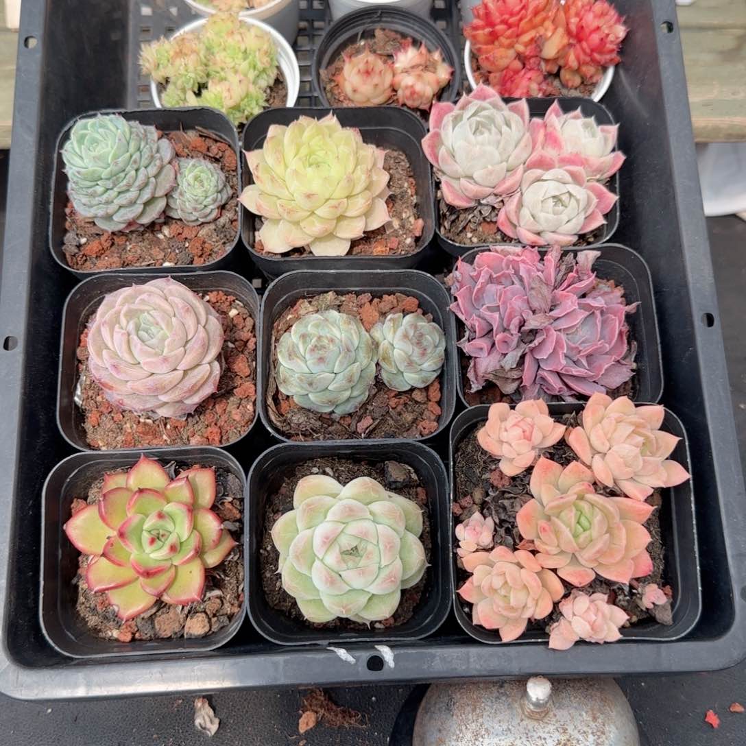 框拍框拍0209-151