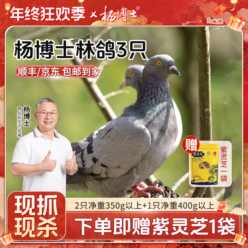 杨博士【三只皖南林鸽】皖南林间鲜嫩散养鸽子营养煲汤新鲜