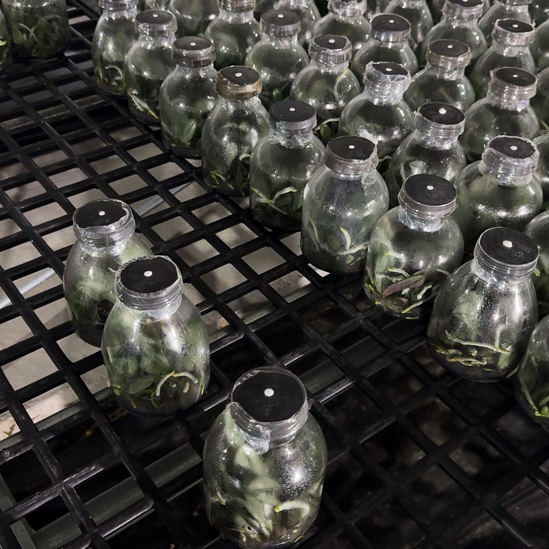 完全开放周*月蝴蝶兰