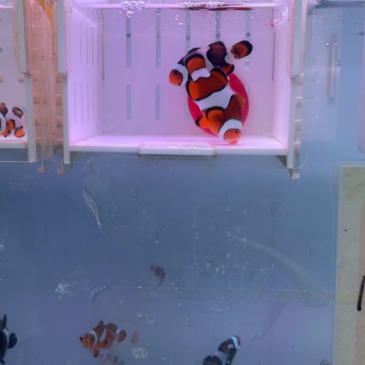 海水鱼精品背心2条4左右