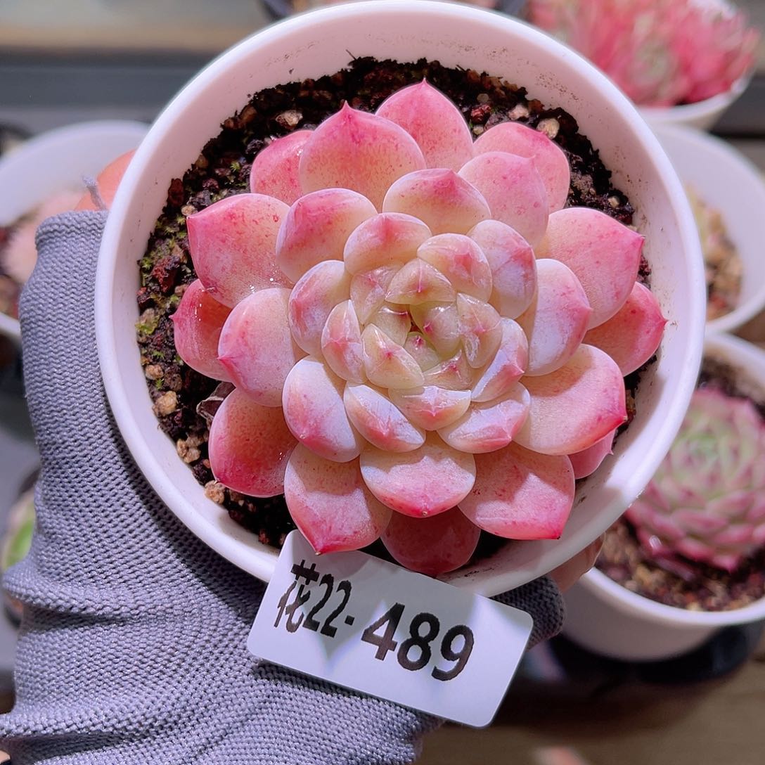 花22-489秘境冰魄