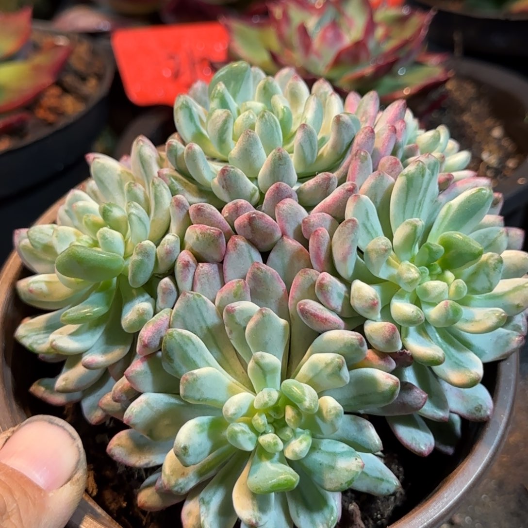 蓝精灵锦惊鸿一物一拍包装收缩花旱