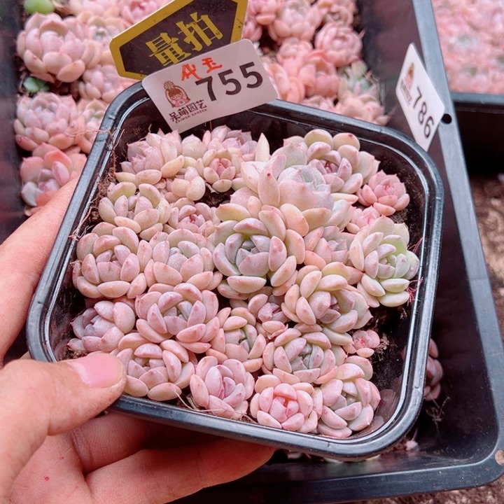 多肉植物多肉植物