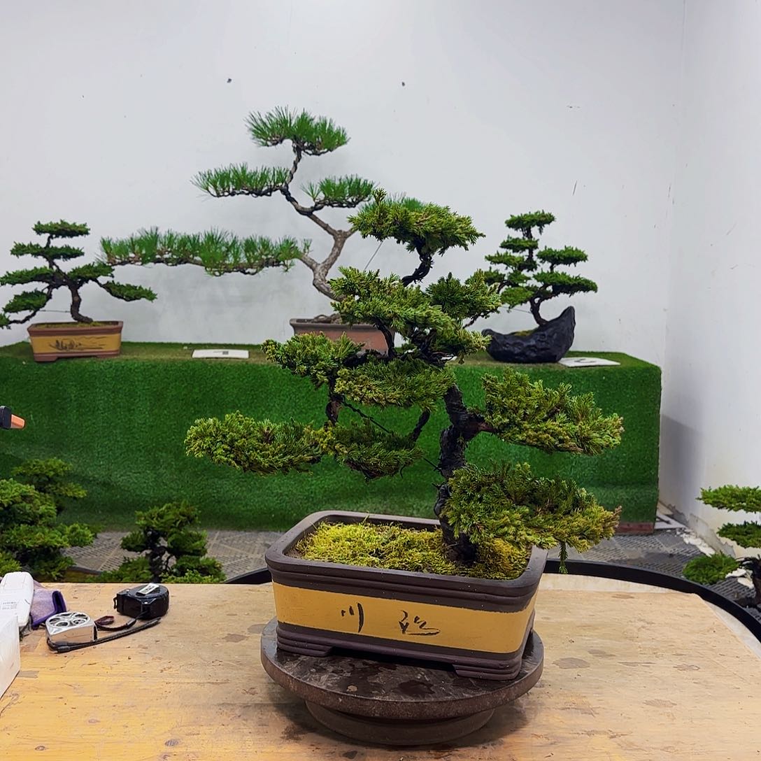 盆景盆景盆景盆景