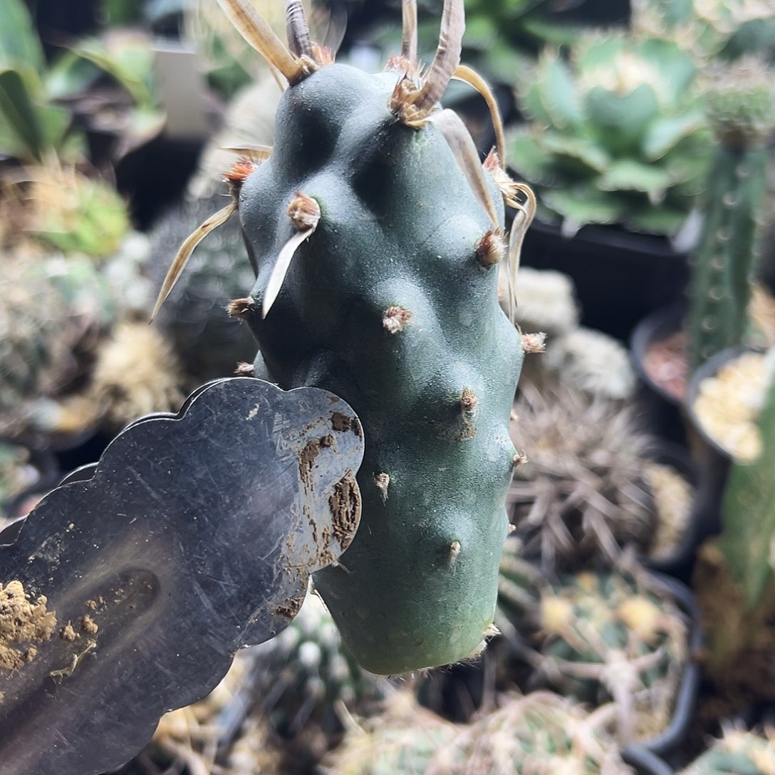 大型团扇仙人球666666