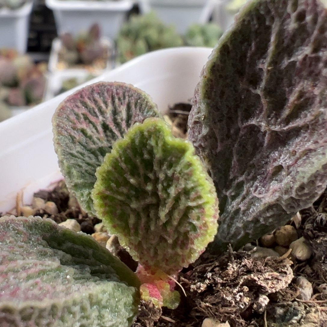 w流淌纹蜘蛛网纹款实生新品