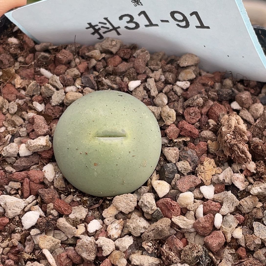 31-91嘴多肉植物肉锥