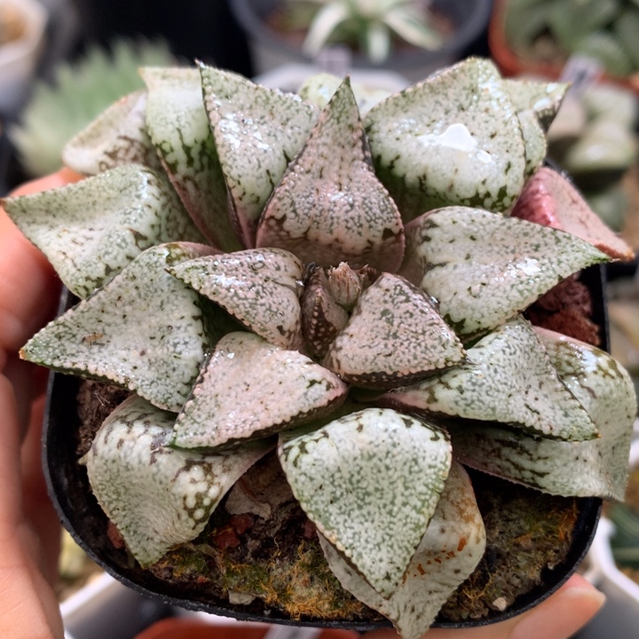 白银，带盆土发货了