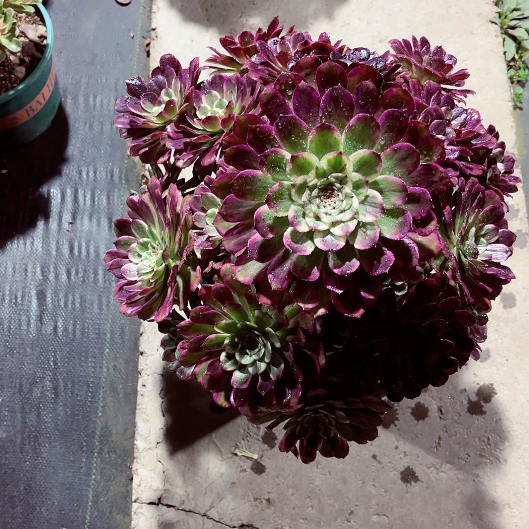 紫烟法师多肉植物