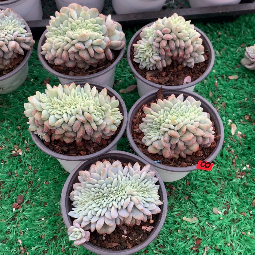 8橙子111111111111111111