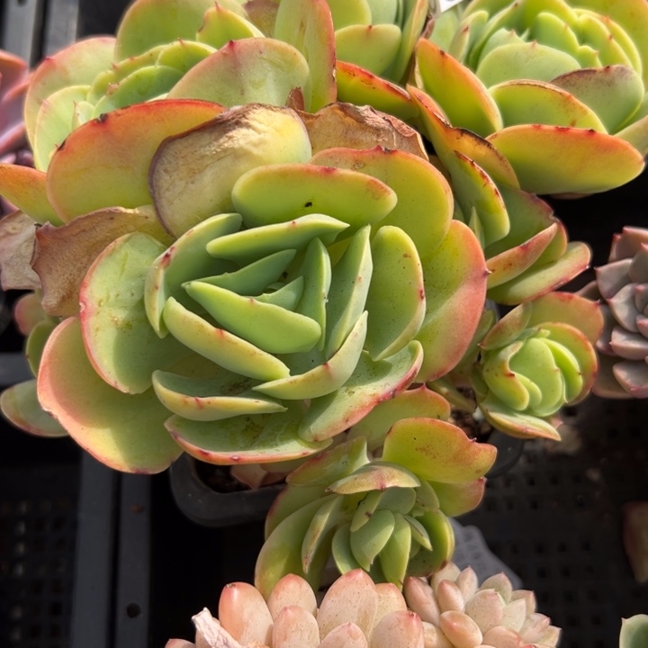 幸运儿是一位非常幸运