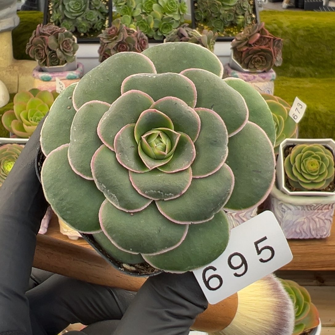 695珠光叶边线优选6厘米