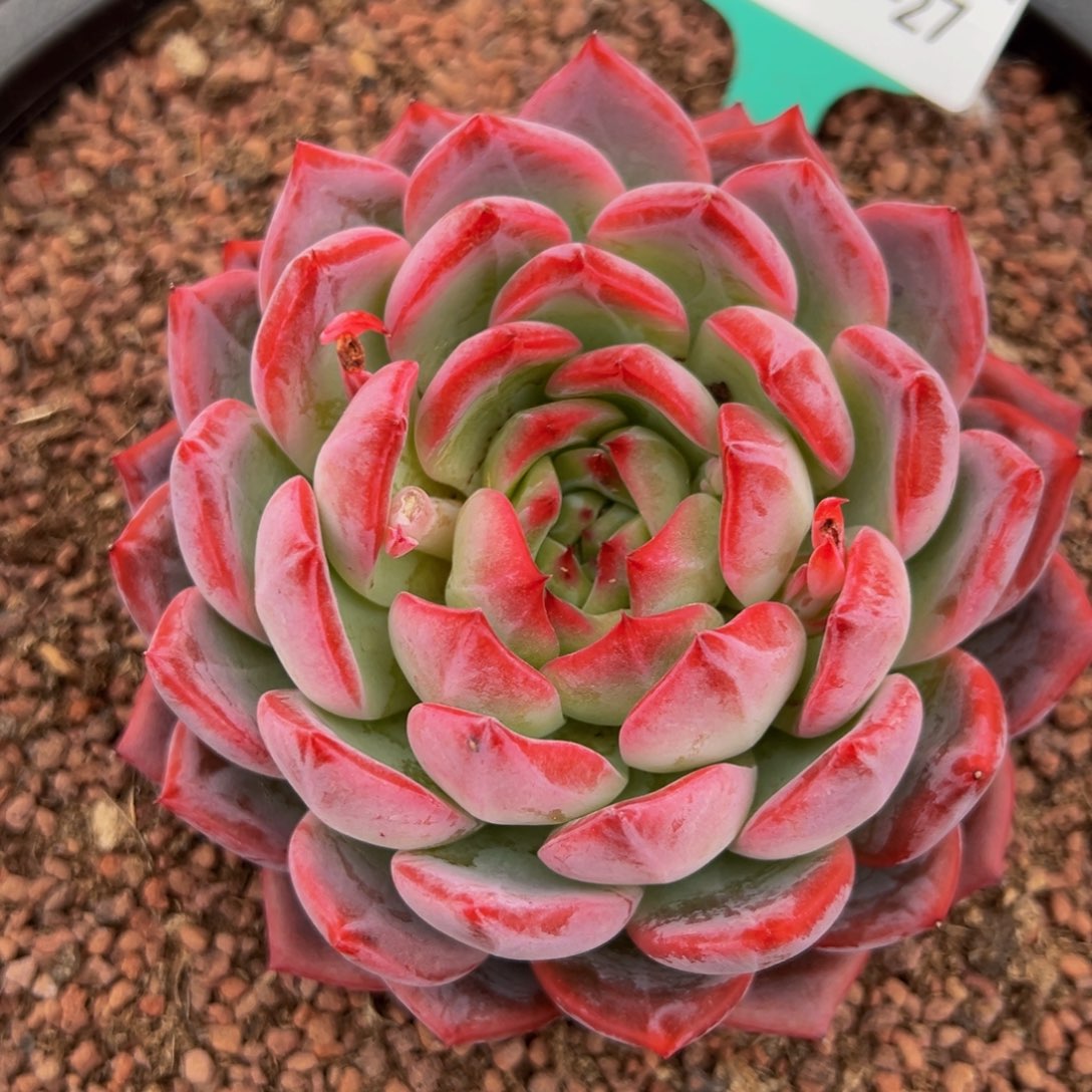 从前慢多肉精选编号0307.27