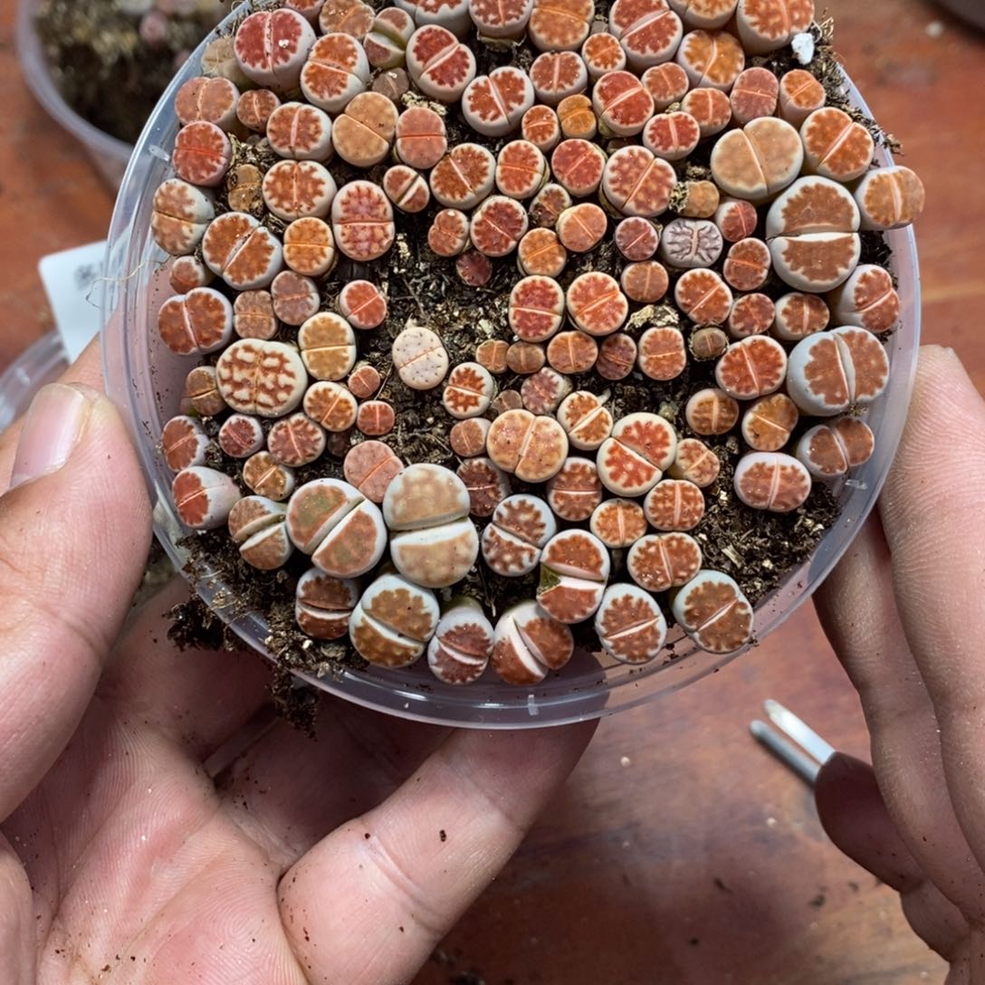 麦***柜多肉蛋炒饭感谢您相伴736