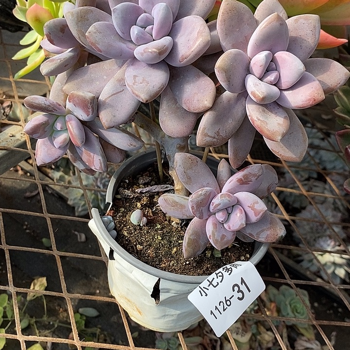 小***五桃霜31 小七夕多肉