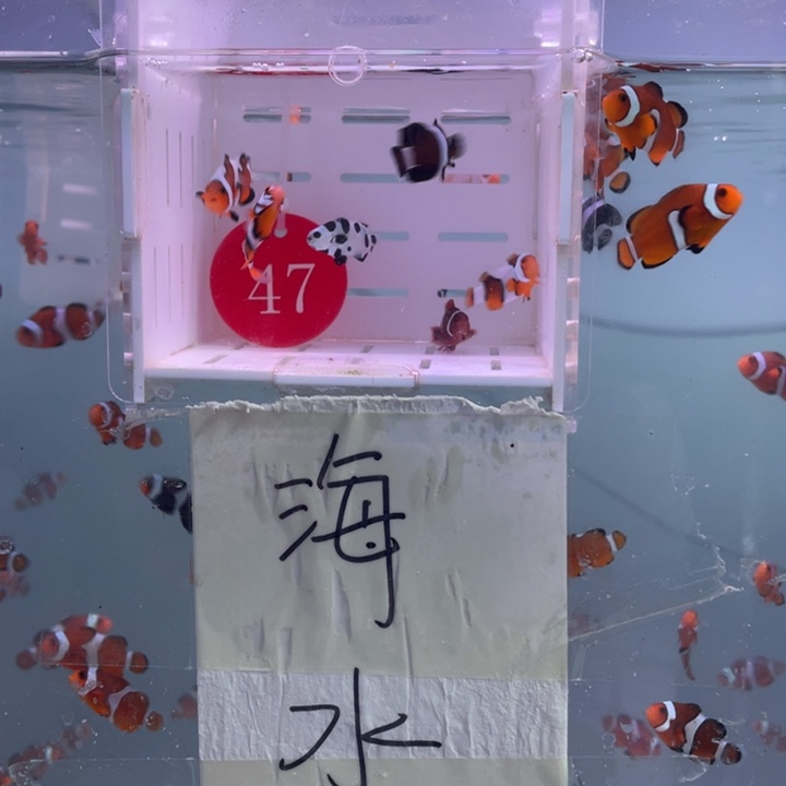 海水鱼精品混搭6条2-3