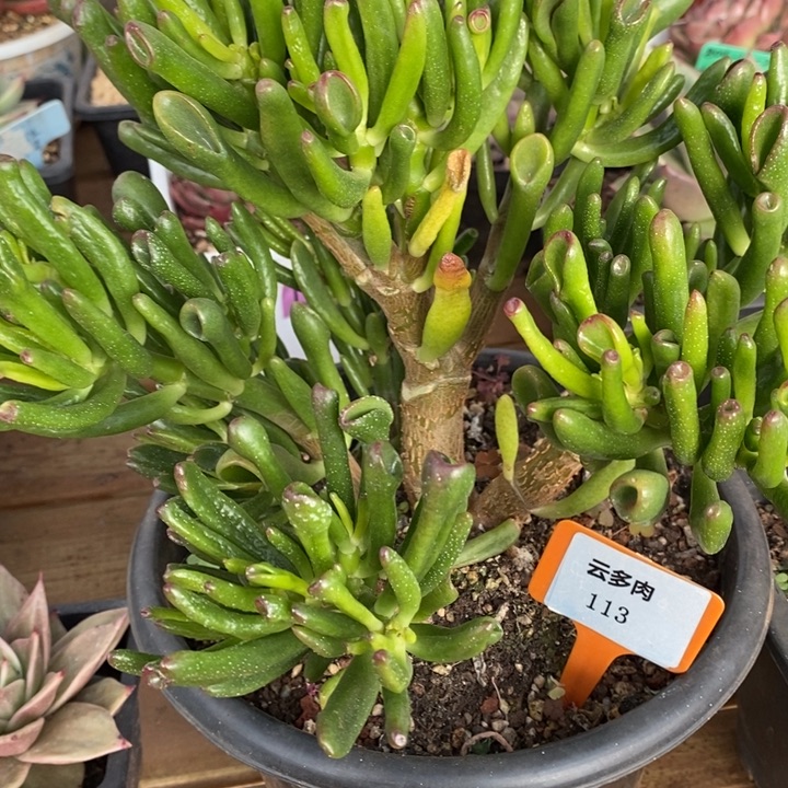 D113- 直播福利 吸财树